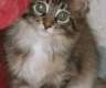 Maine Coon Mädchen - dreifarbig